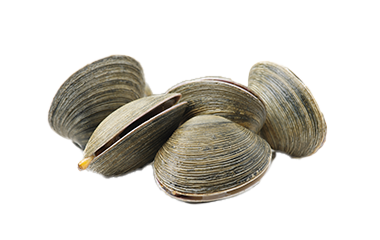 Vongole