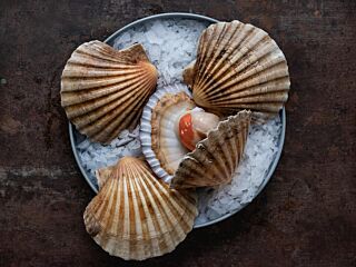 Coquilles In Schelp Noors