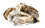 Oesters